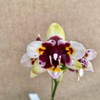 Фаленопсис Яфон Стар Диамант 'AN6601'