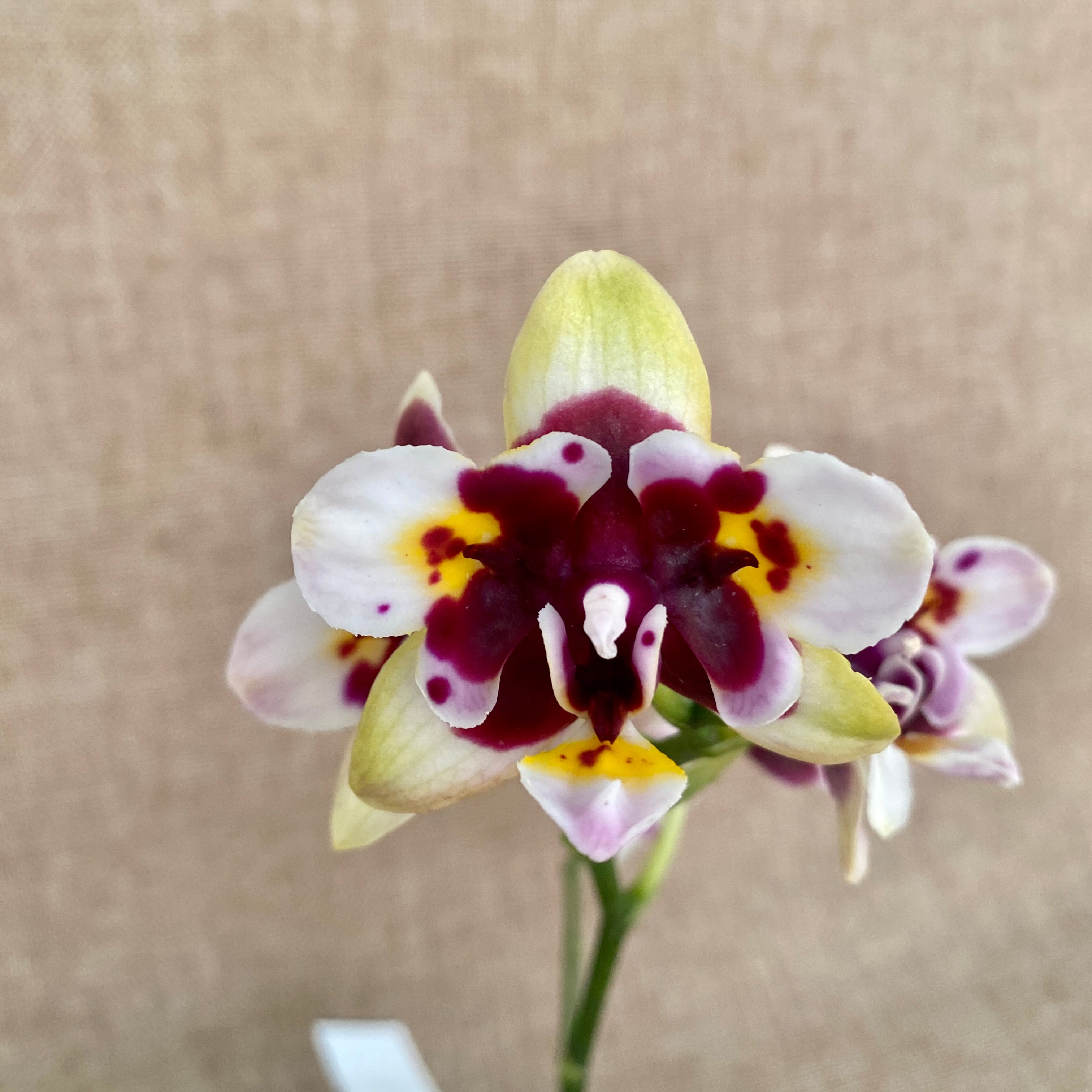 Phalaenopsis Yaphon Star Diamond 'AN6601'