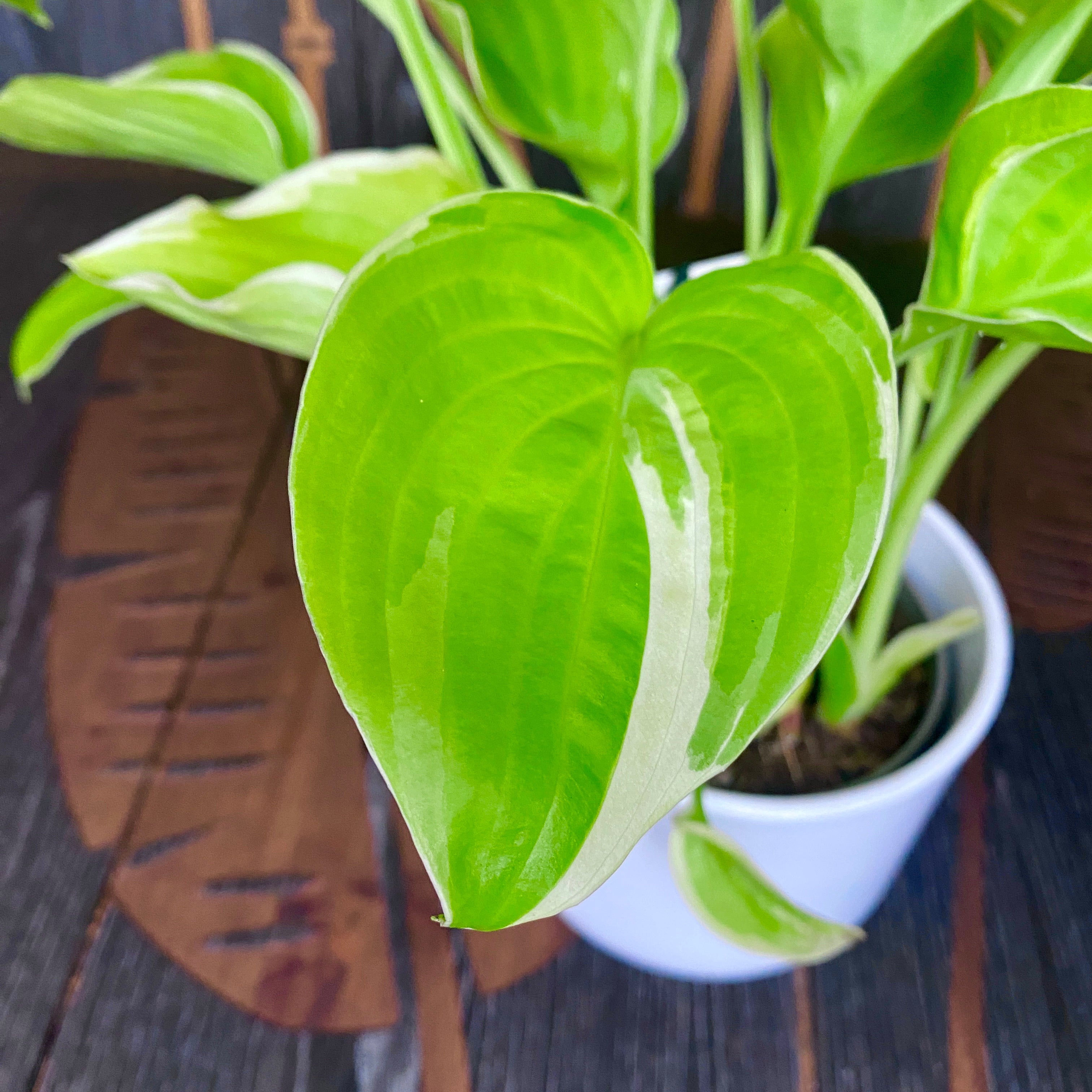 Hosta 'Frozen Margarita' (Plantain Lily 'Frozen Margarita') - crin de toamna