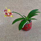 Phalaenopsis (Tzu Chiang Balm × Brother Sara Gold) 'ES-1'