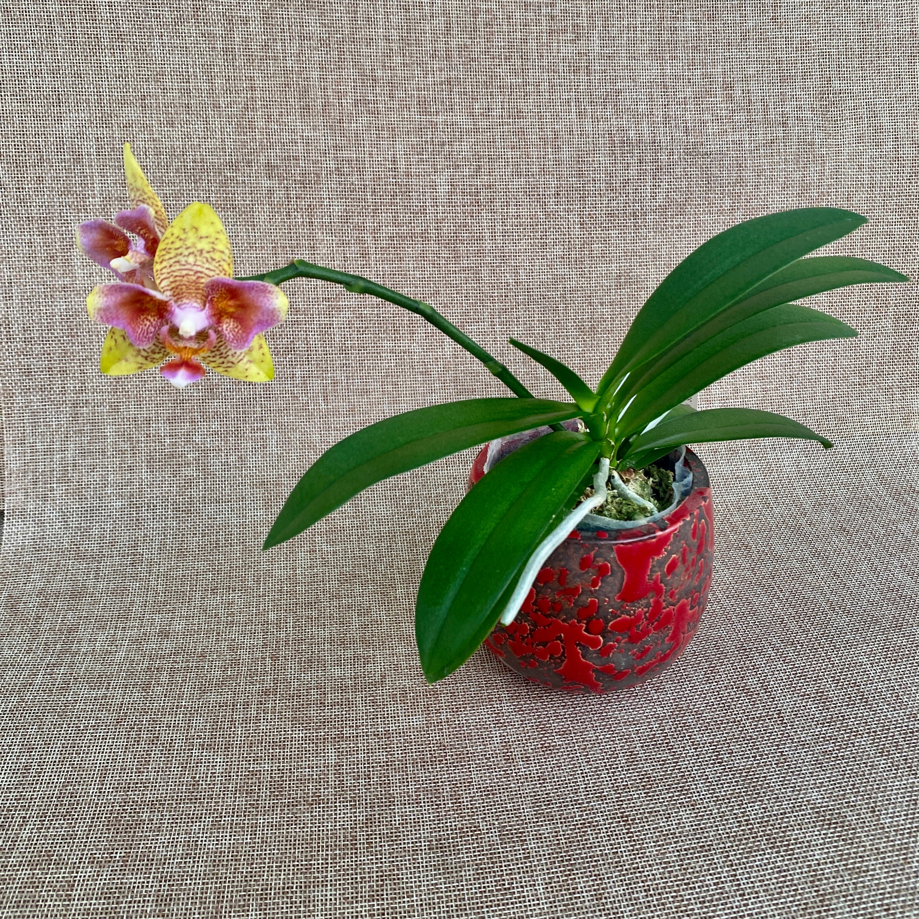 Phalaenopsis (Tzu Chiang Balm × Brother Sara Gold) 'ES-1'