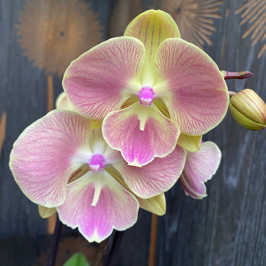 Phalaenopsis 'Limited #21' grande labbro