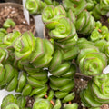 Crassula x rupestris f. marnieriana 'Hottentot'