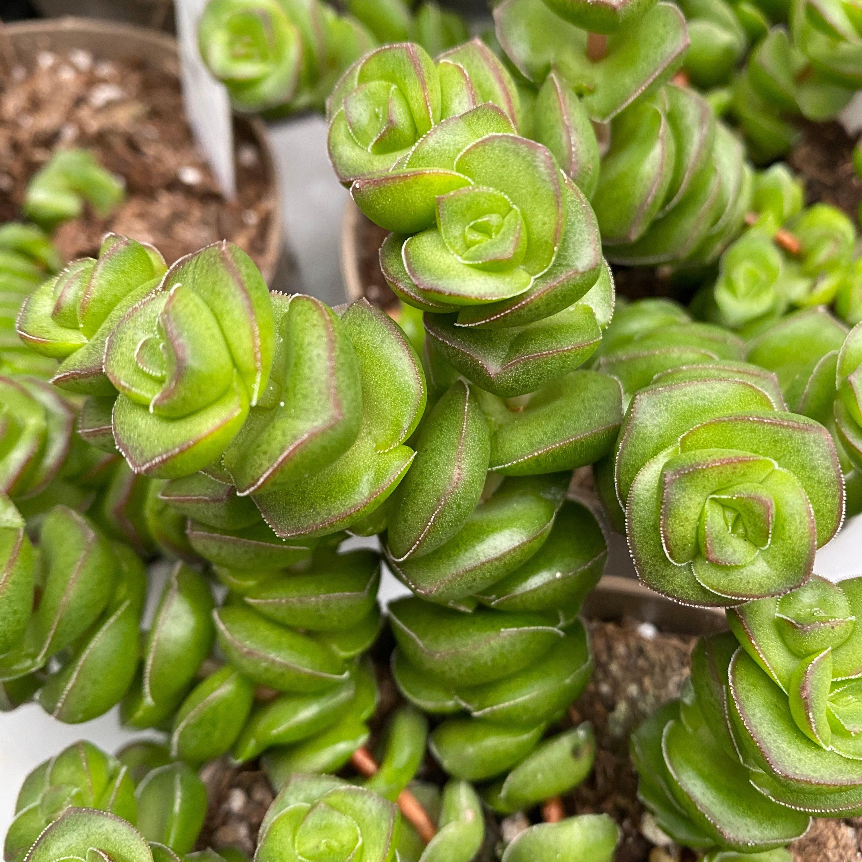 Crassula x rupestris f. marnieriana 'Hottentot'