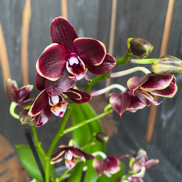 Phalaenopsis Sogo Banana Chocolate