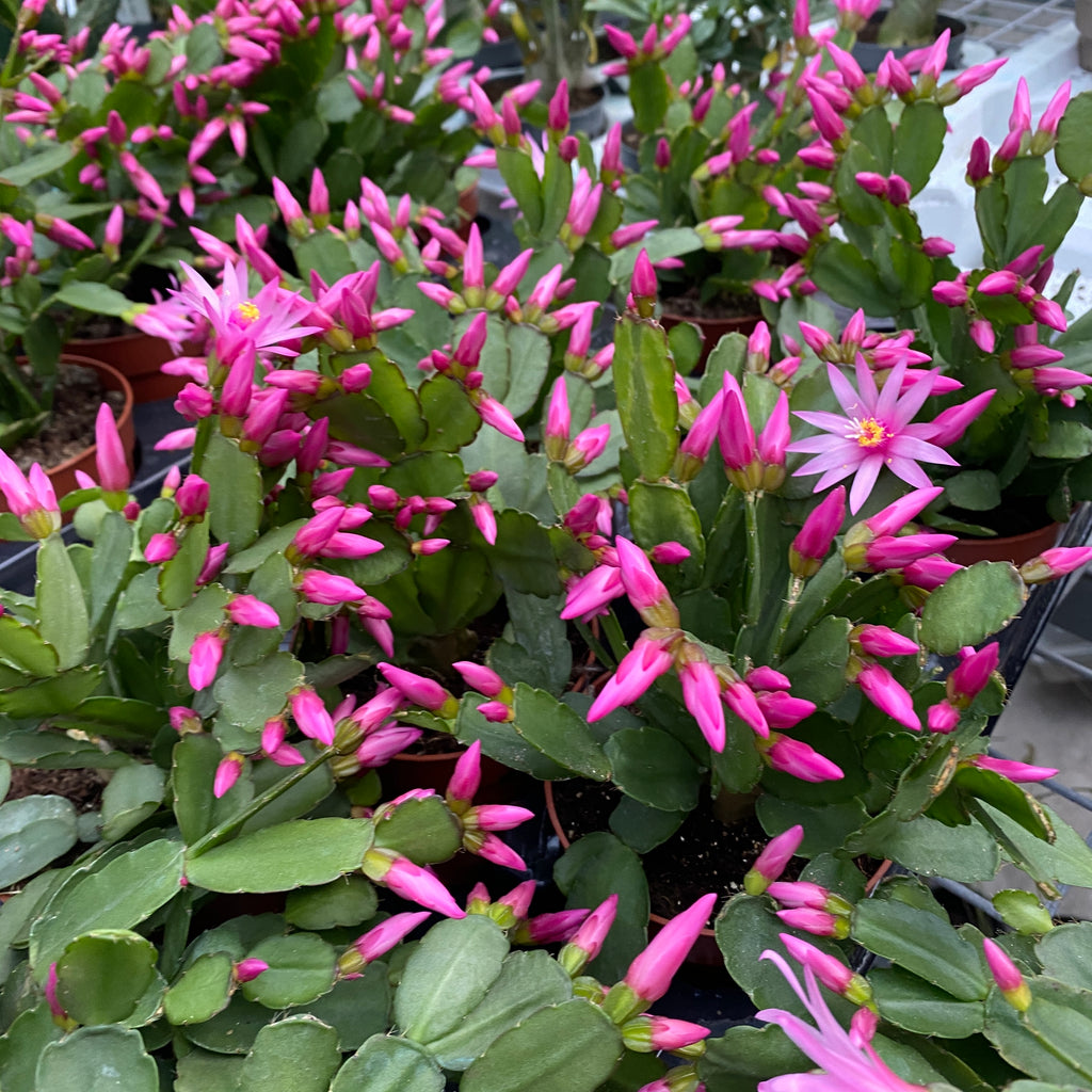 Rhipsalidopsis rosea ‘Pink Fire’ (fiore del cactus rosa)