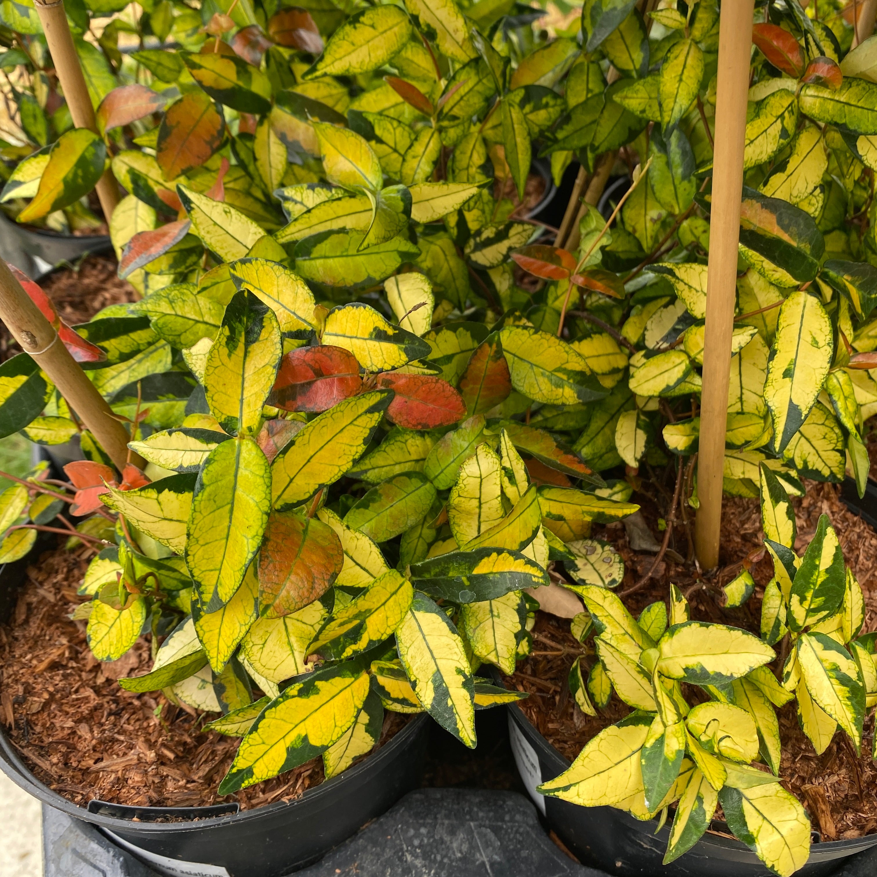 Trachelospermum asiaticum 'Summer Sunset'