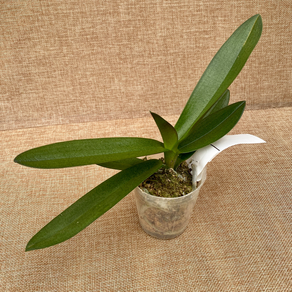 Phalaenopsis pulcherrima '525' (pelorikus)