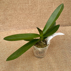 Phalaenopsis pulcherrima '525' (pelorisch)