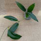 Hoya archboldiana 'White' - flori mari, parfumate