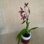 Odontioda Stirbic 'Favorite'