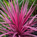 Cordyline australis ‘Pink Passion’ - cordiline cu frunze roz-fuchsia