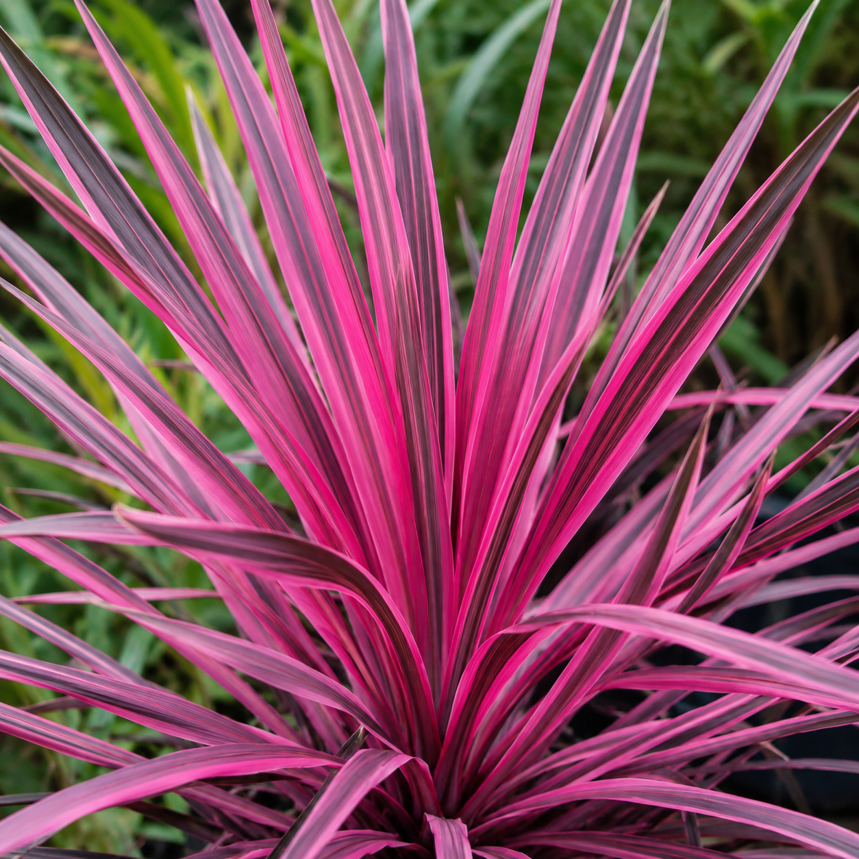 Cordyline australis ‘Pink Passion’ - cordiline cu frunze roz-fuchsia