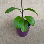 Hoya australis subsp. sanae D9