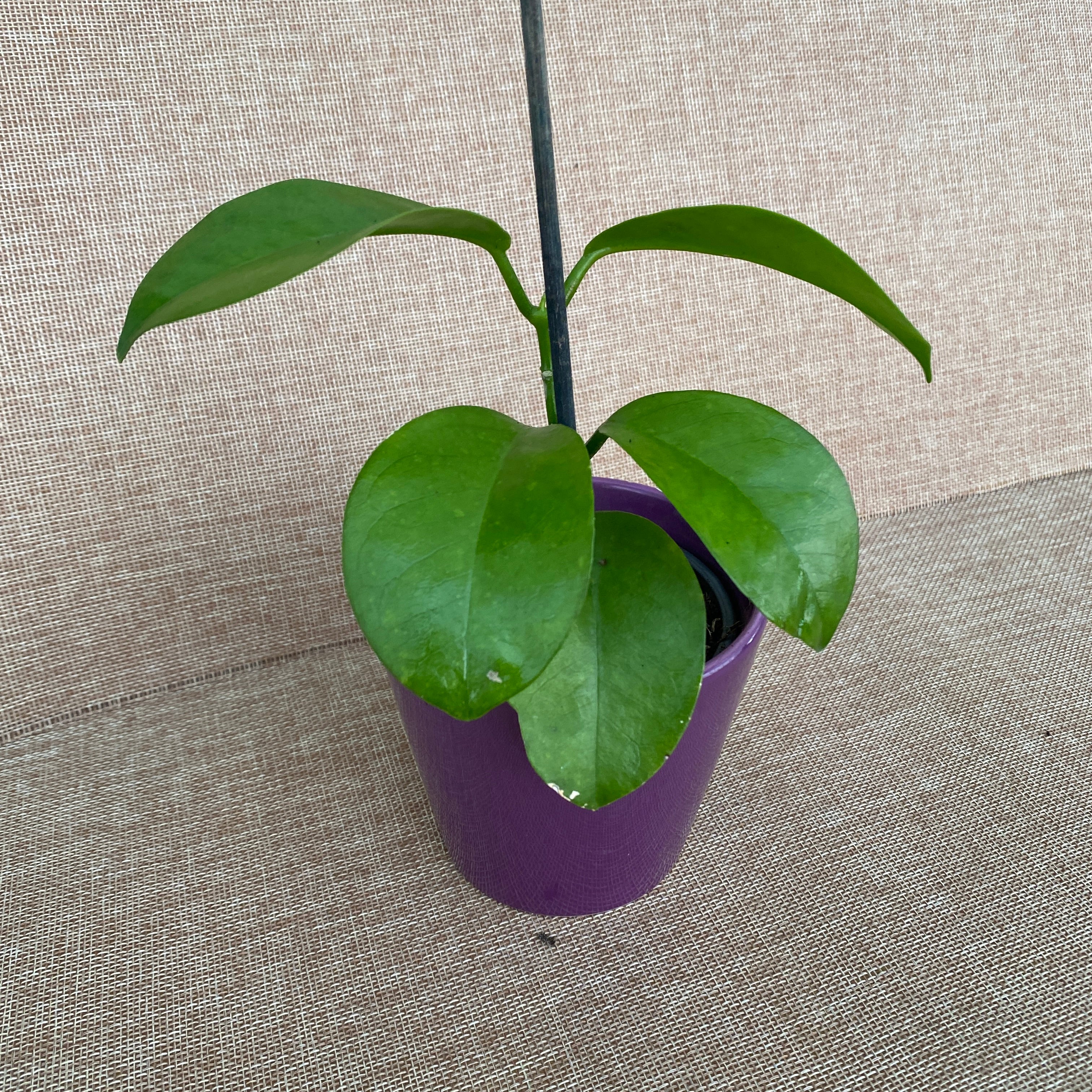 Hoya australis subsp. sanae D9