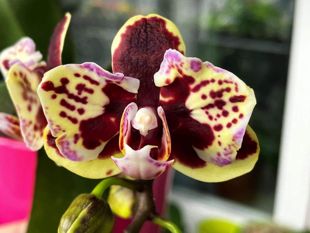 Phalaenopsis Lioulin Sparrow '459' (pelorický)