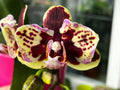 Phalaenopsis Lioulin Sparrow '459' (pelorisch)
