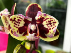 Phalaenopsis Lioulin Sparrow '459' (pelorisch)