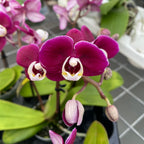 Phalaenopsis Yara (miniatura)