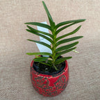 Renanthera vietnamensis *parfümiert