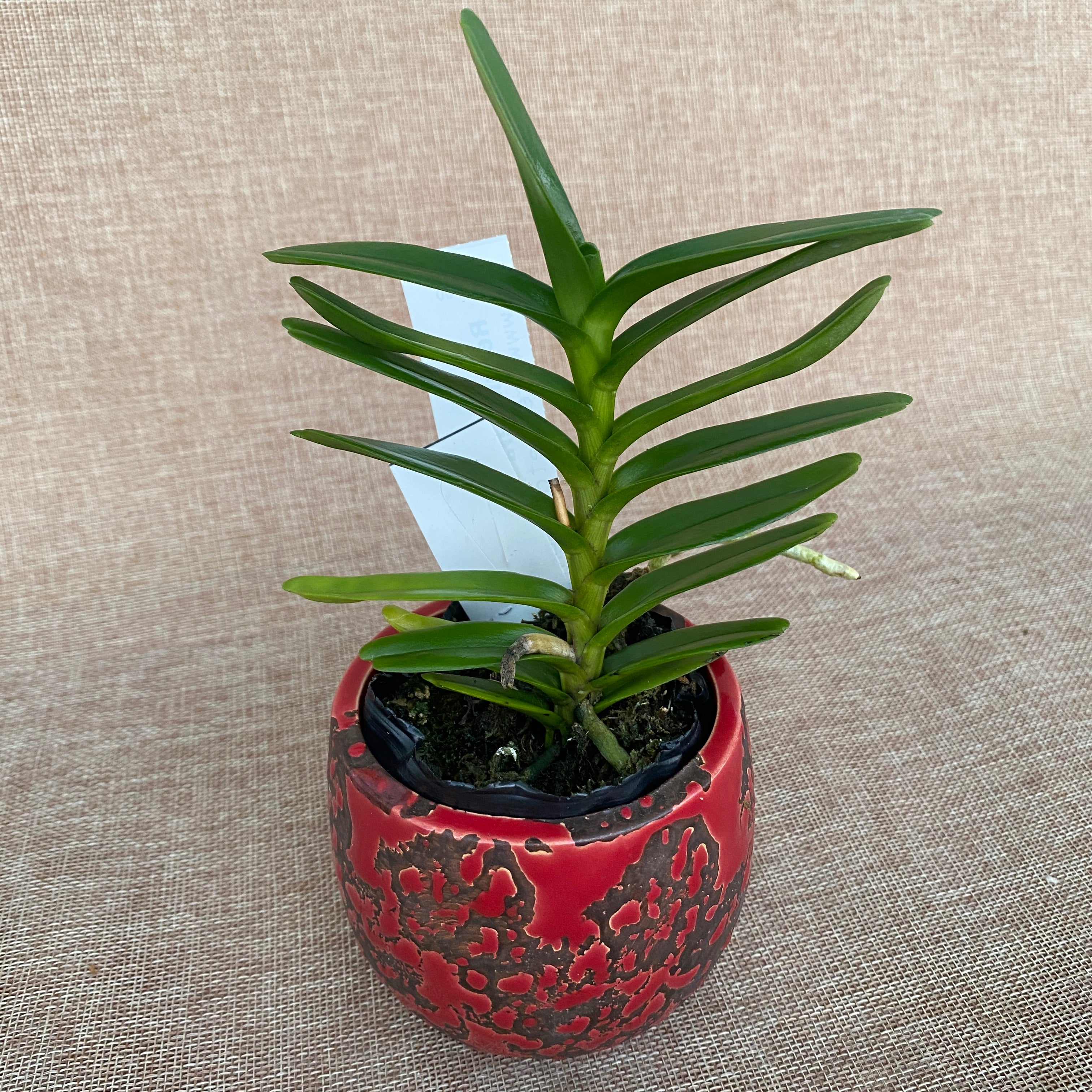 Renanthera vietnamensis *parfümiert