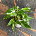 Philodendron erubescens 'White Princess' ker