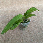 Phalaenopsis stuartiana var. nobilis '915'