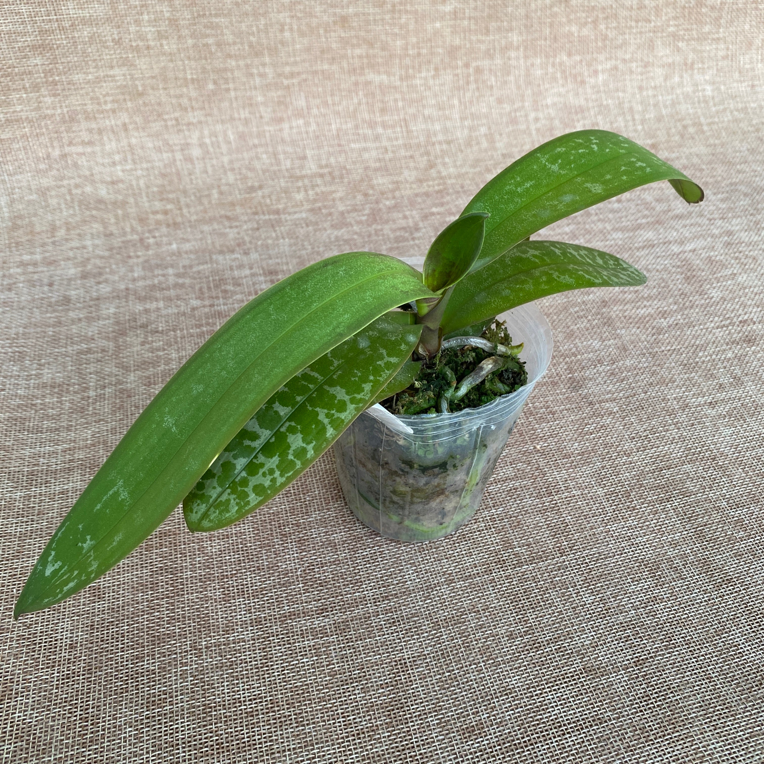 Phalaenopsis stuartiana var. nobilis '915'