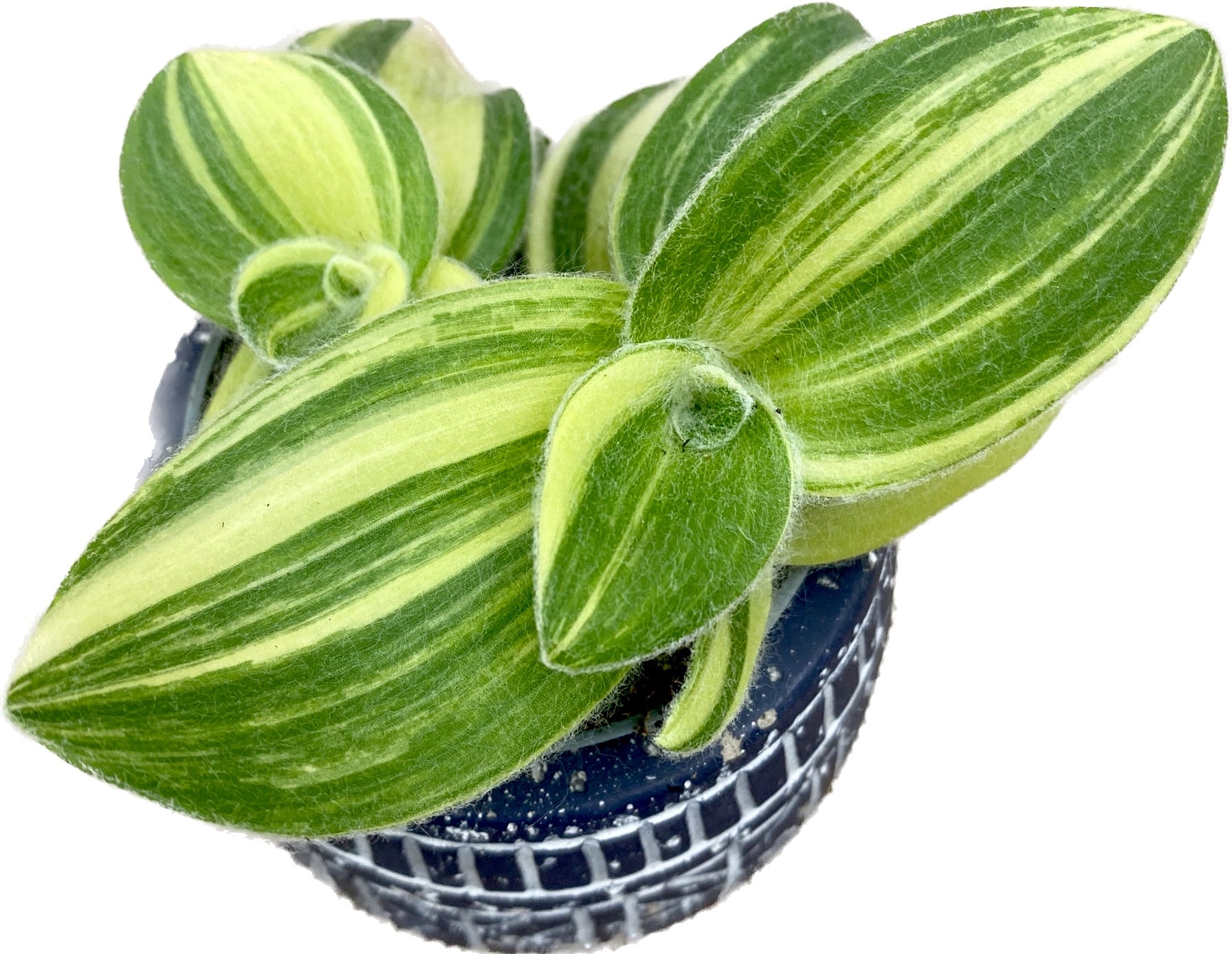 Tradescantia Sillamontana Variegata babyplant