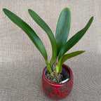 Cattleya Empress of Mercury - large flowers (11cm)