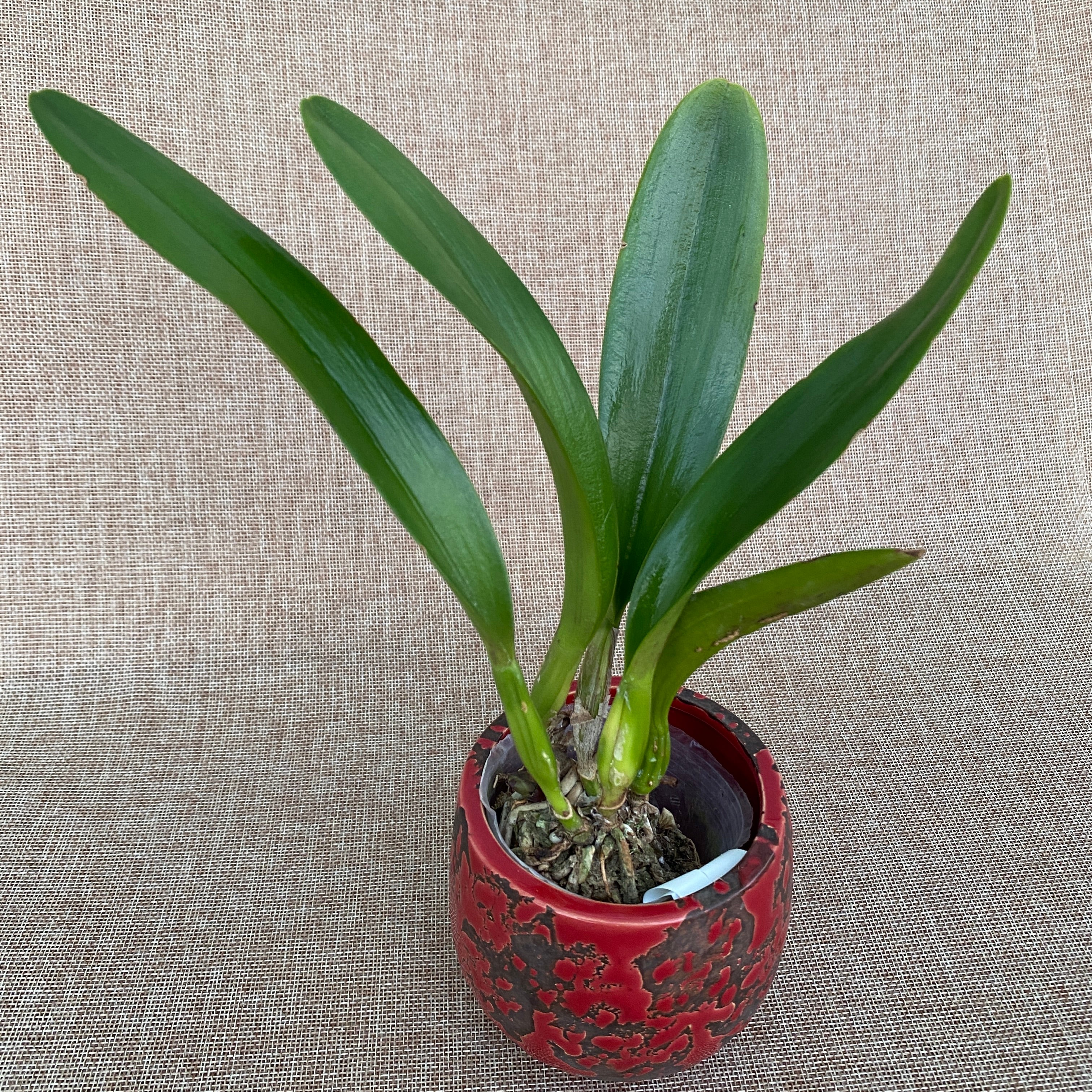 Cattleya Empress of Mercury - large flowers (11cm)