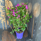 Bougainvillea 'Purple' - lila Papierblume