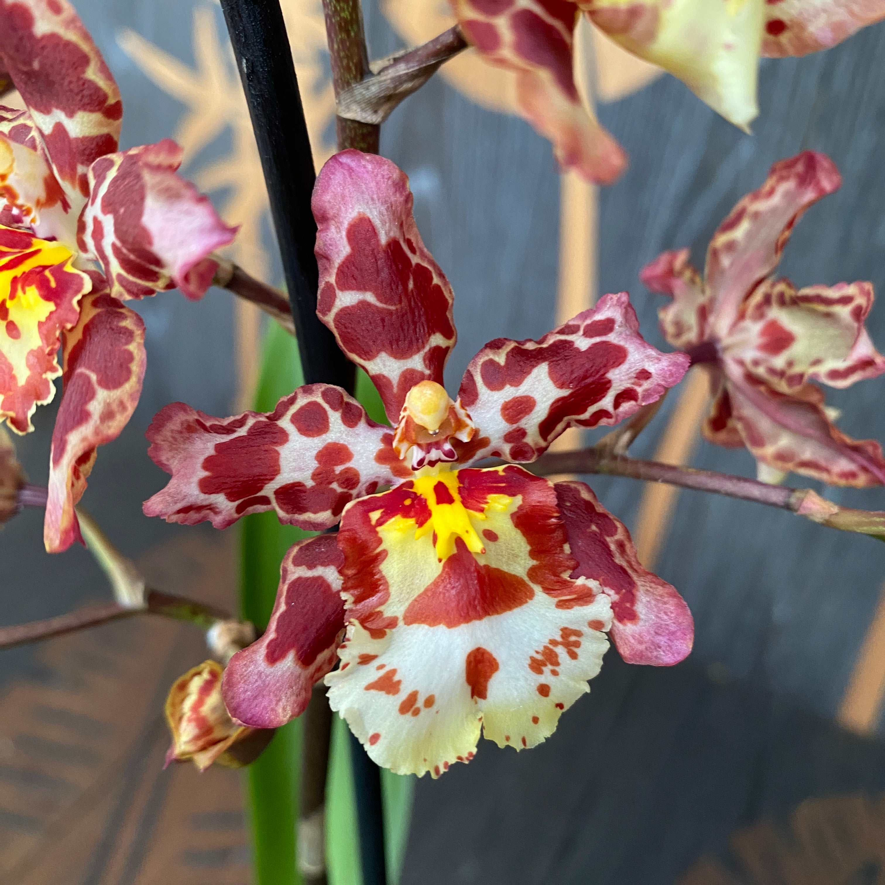 Oncidium parfumé