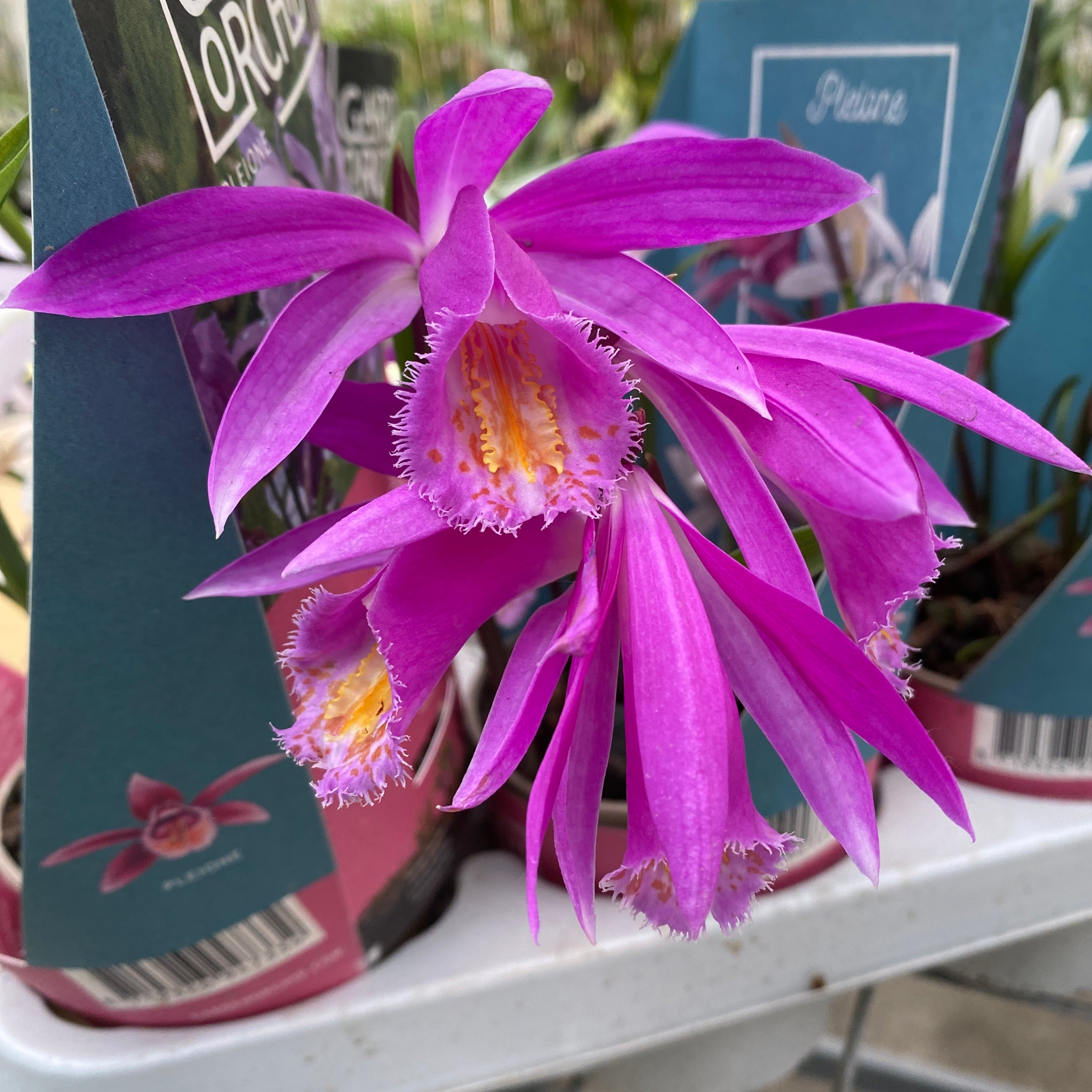 Orhidee de gradina - Pleione mix