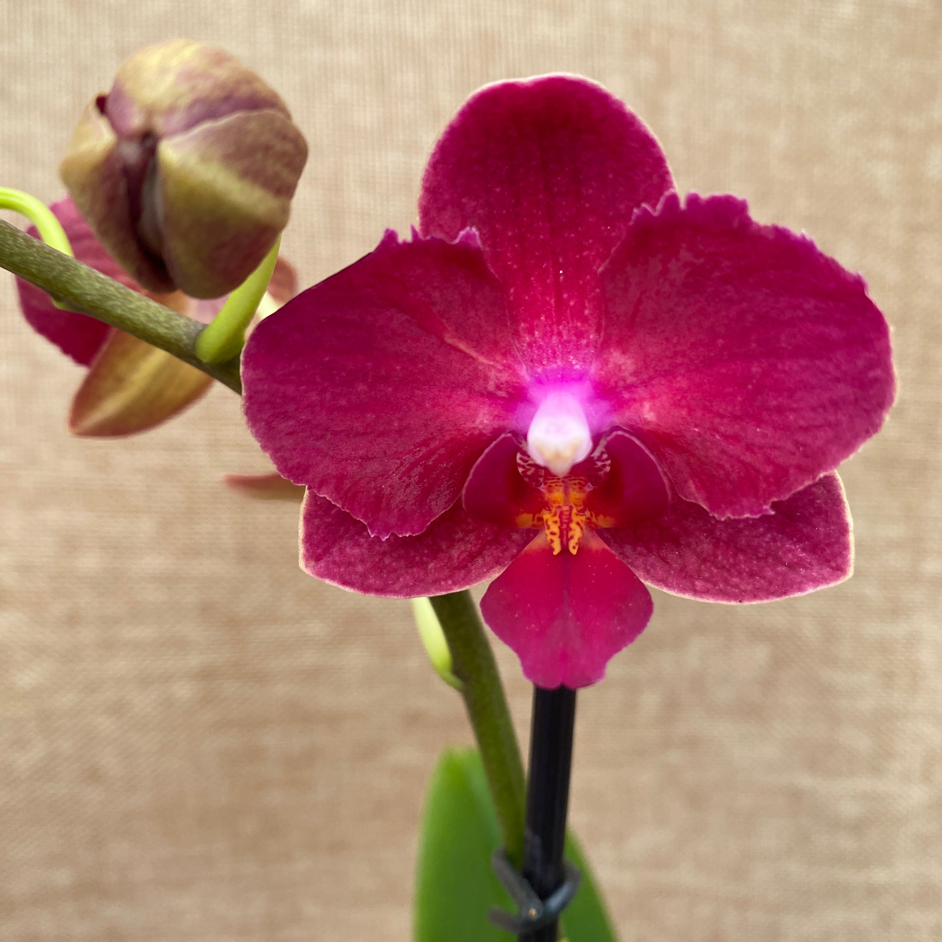 Phalaenopsis Sogo Lily