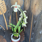 Aliceara Tahoma Glacier "Green"