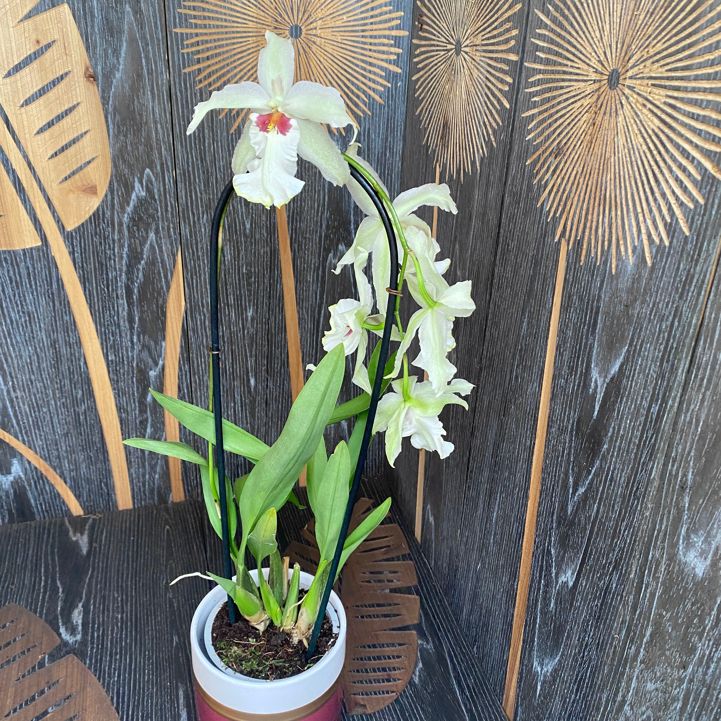Aliceara Tahoma Glacier "Grün"
