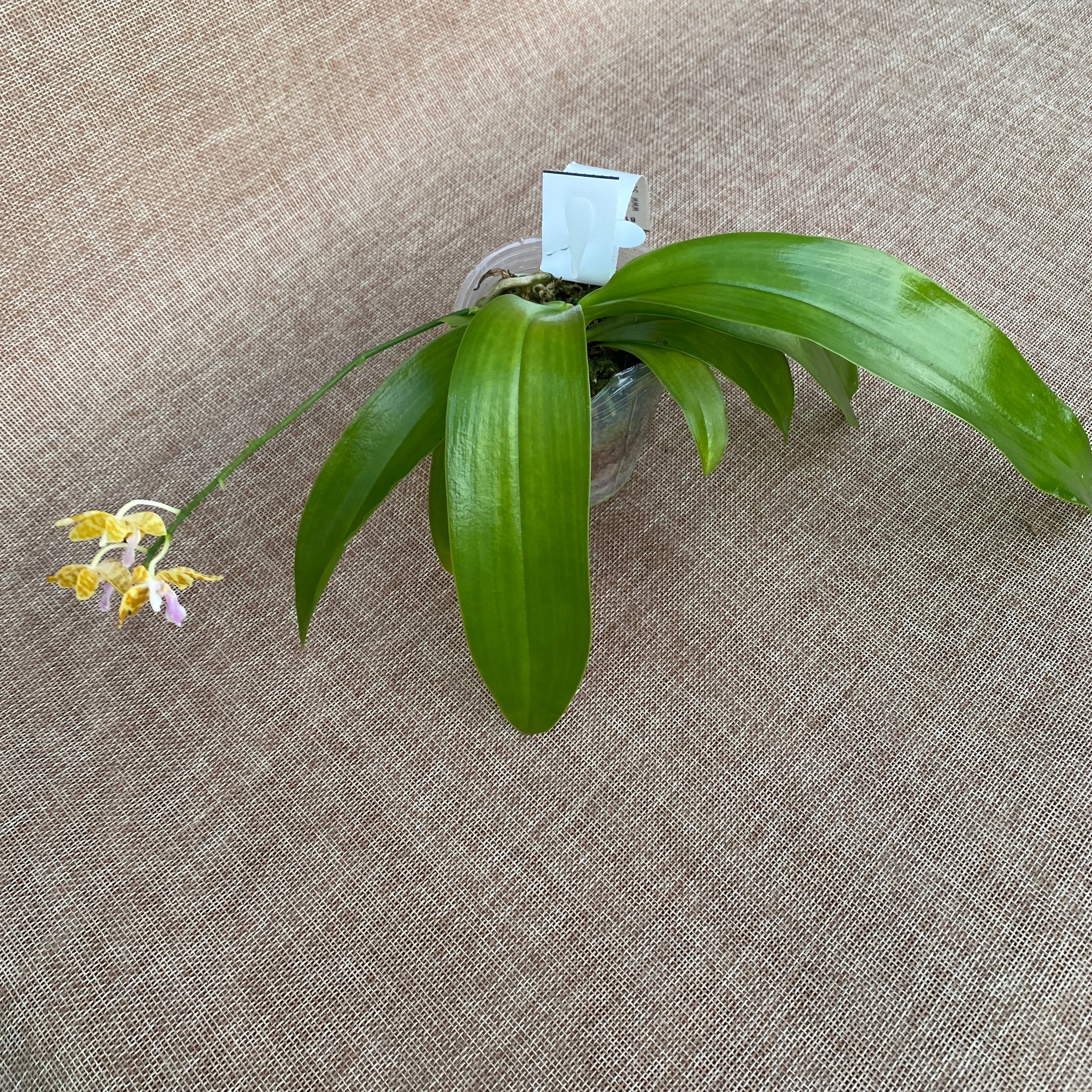 Phalaenopsis Tigress (Phal. mariae x Phal. fasciata)