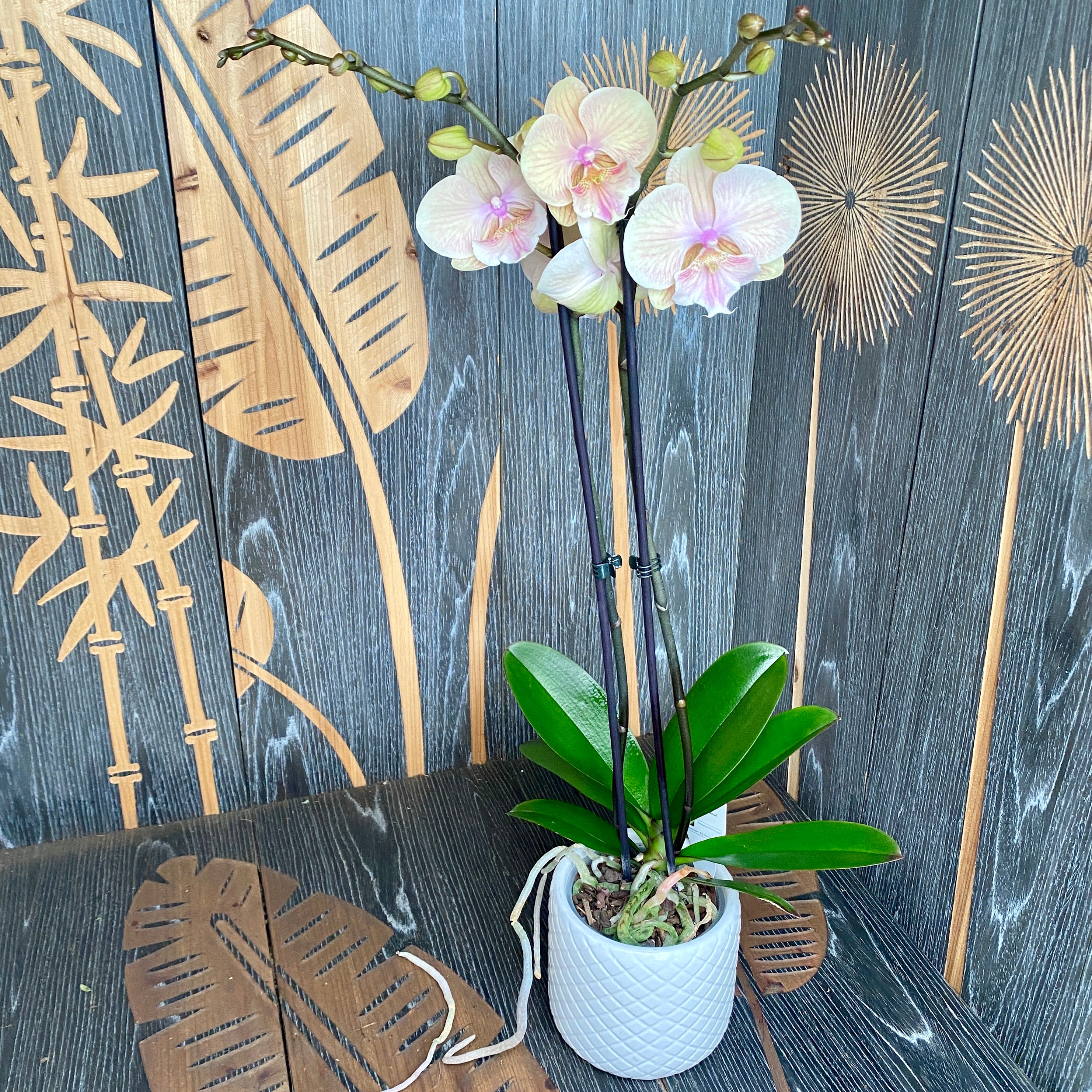 Phalaenopsis Sunset KizZ (μεγάλο χείλος)