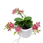 Phalaenopsis multiflora Orange