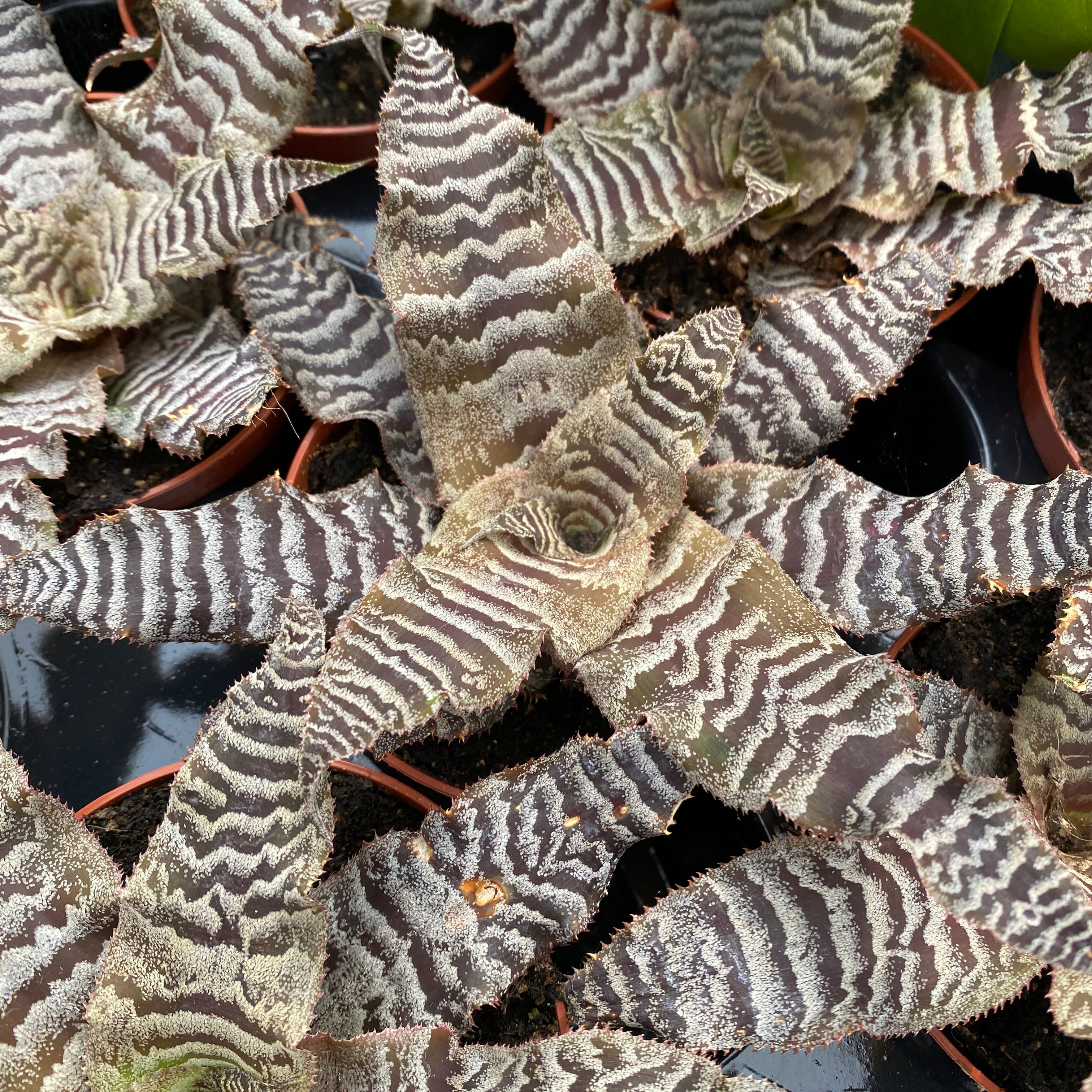 Cryptanthus zonatus
