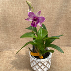 Dendrobium Emma Proud King (Dendrobium Proud Appeal)
