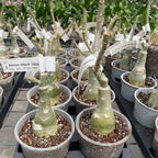 Adenium obesum 'Hercules'