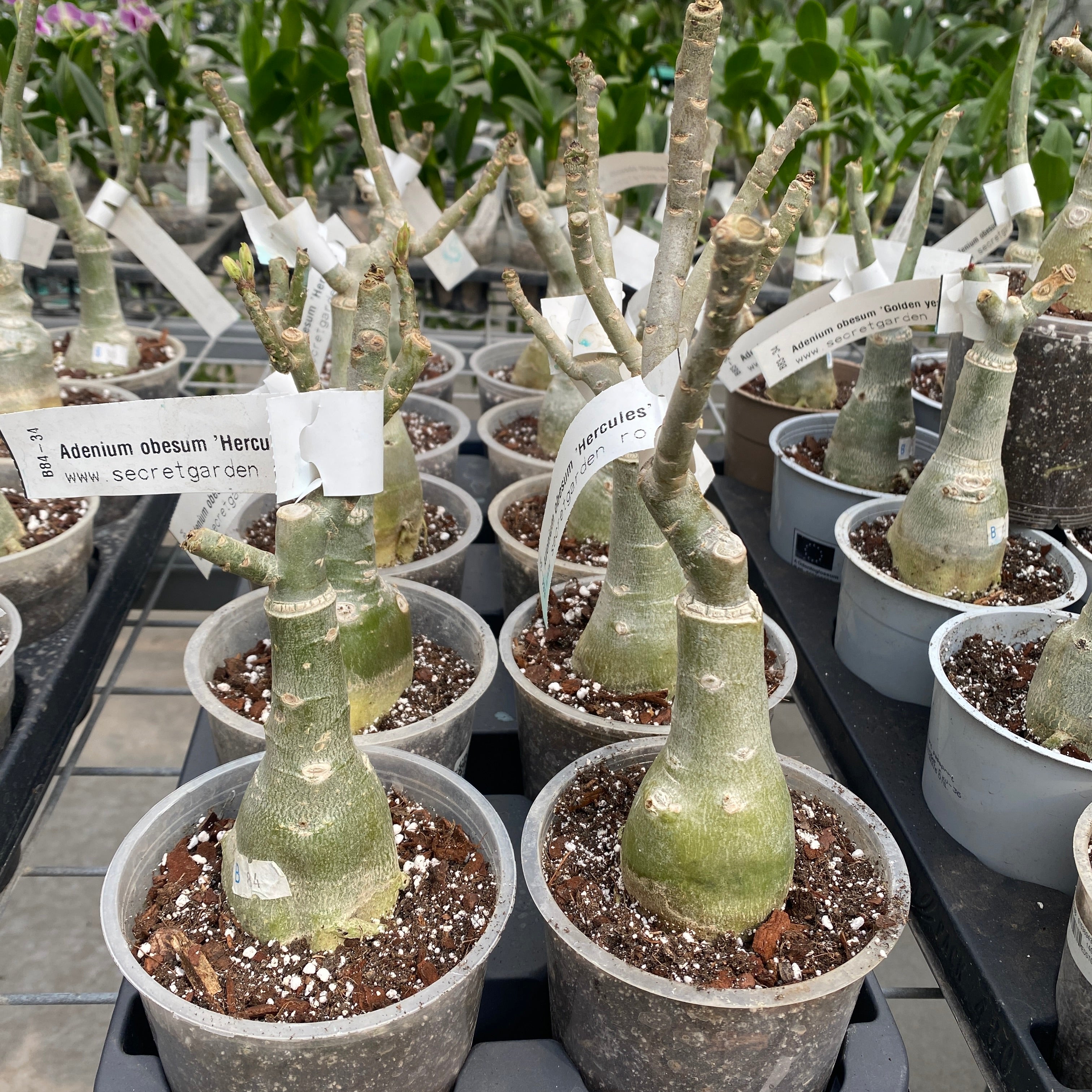 Adenium obesum 'Hercules'