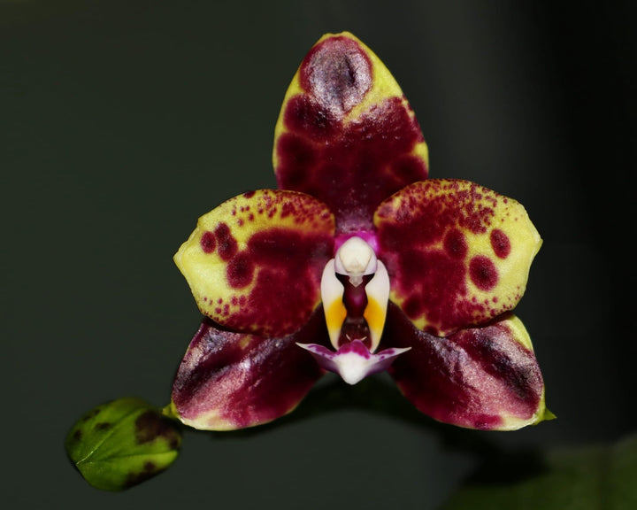 Phalaenopsis Allura 'Voodoo'