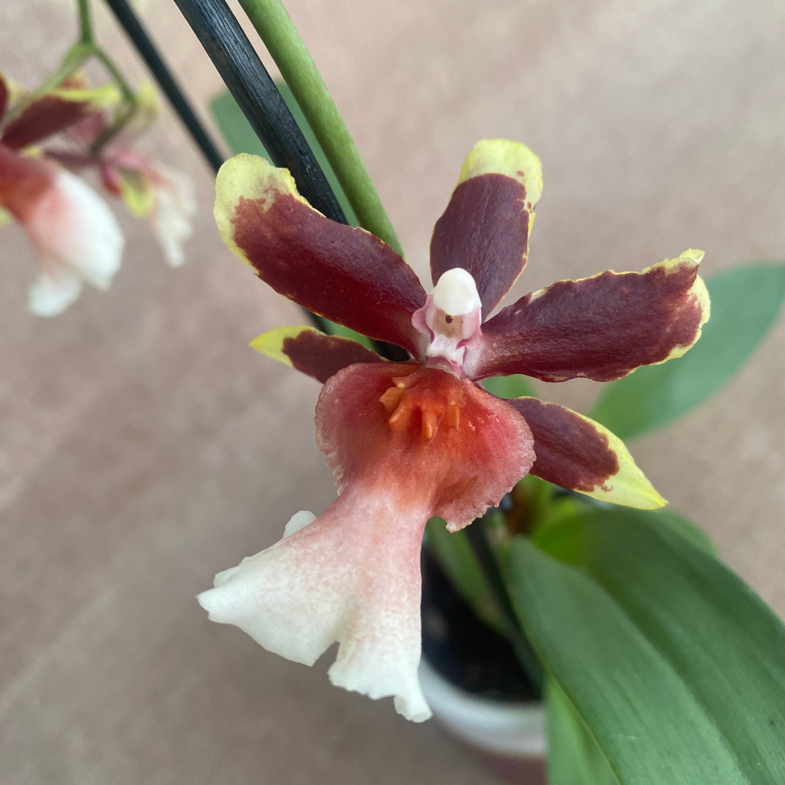 Oncostele Wildcat 'Rainbow' D9