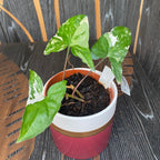 Syngonium podophyllum 'Variegata'