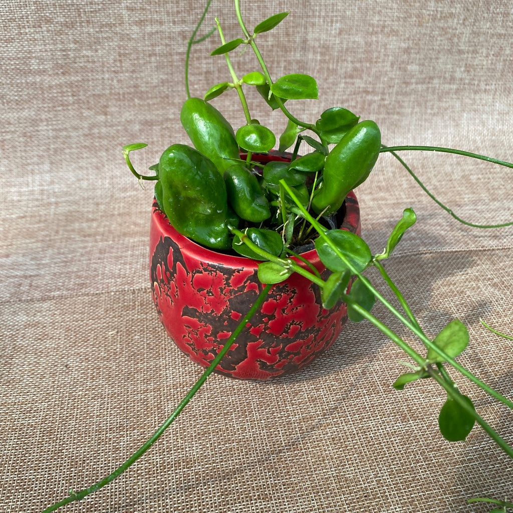 Dischidia major 'Rattle Skulls'