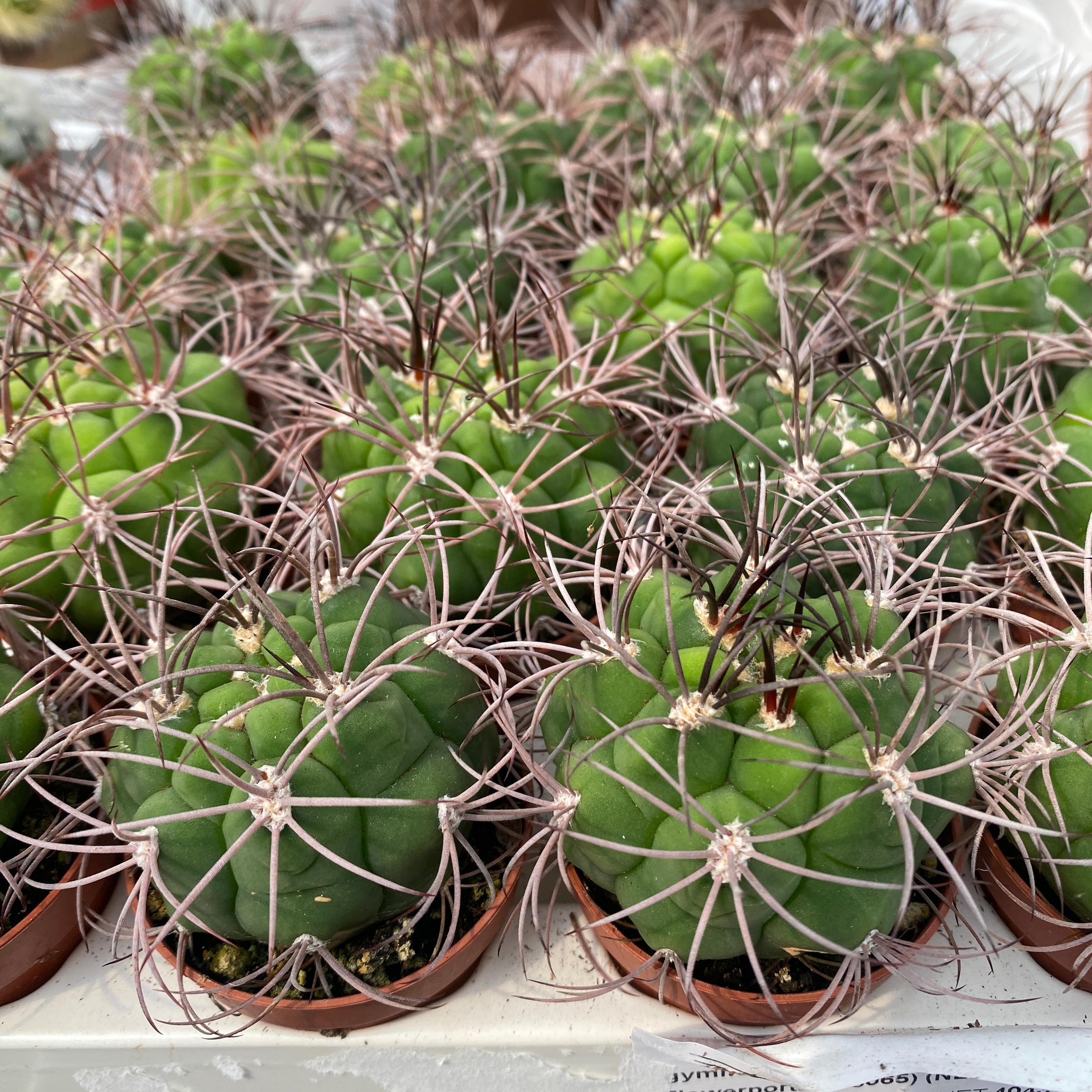 Gymnocalycium saglionis