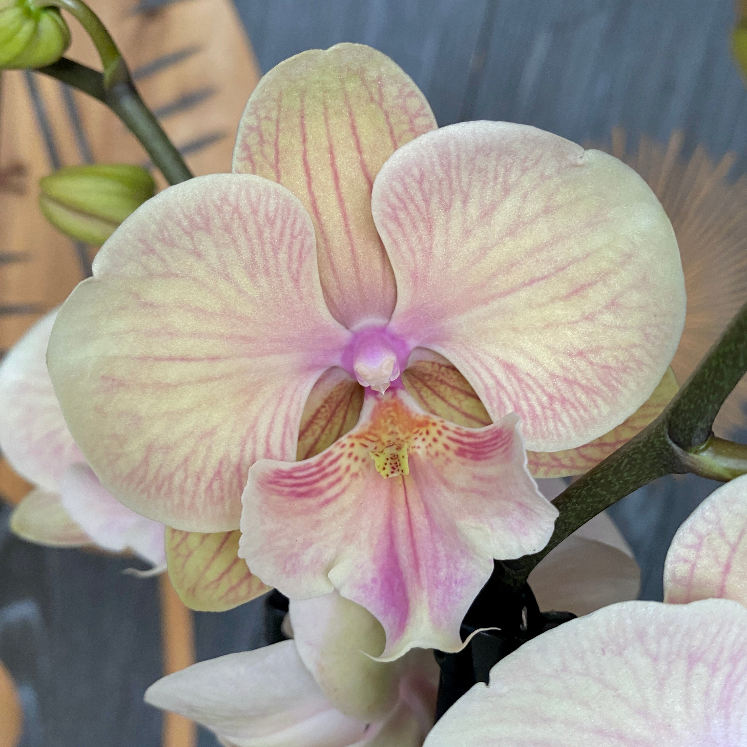 Phalaenopsis Sunset KizZ (μεγάλο χείλος)